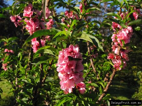 Buy Dwarf Peach Grafted Fruit Trees In Australia Prunus Persica