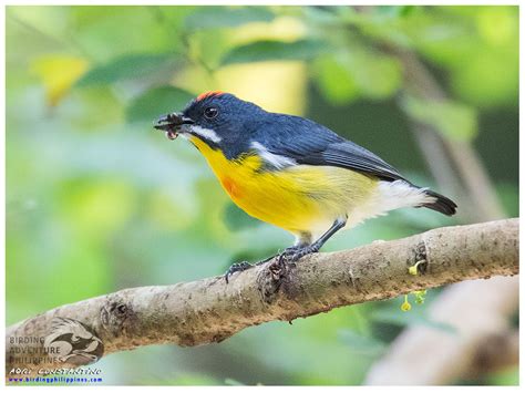 News And Updates Birding Adventure Philippines Guided