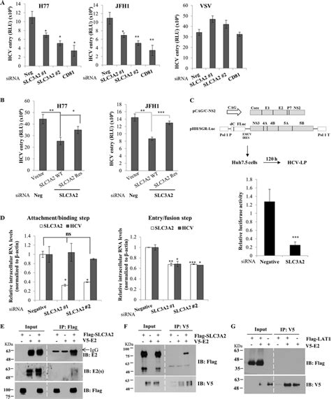 SLC3A2 Is Required For The Entry Step Of The HCV Life Cycle A Huh7 5