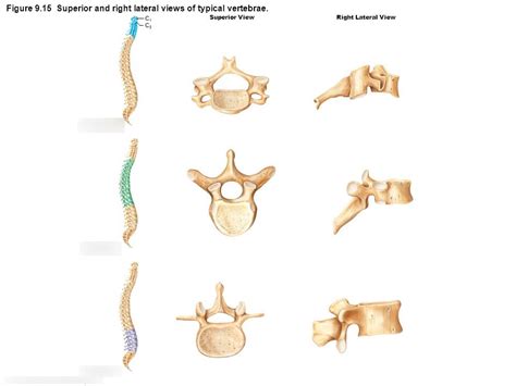 Superior And Right Lateral Views Of Typical Vertebrae 9 Diagram Quizlet