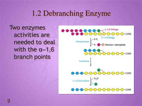 Ppt Lecture 8 Glycogen Metabolism Powerpoint Presentation Free Download Id 5349094