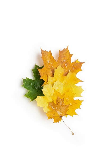 Colorful Autumn Fall Leaves Maple Isolated On White Background Stock