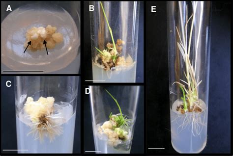 Plantlet Formation A Well Developed Callus With Embryos Indicated By