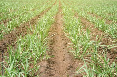 Sugarcane plant growing in the field Stock Photo | Adobe Stock