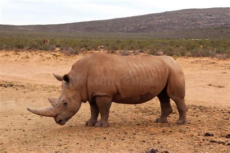 Rhinoc Ros Africains Image Stock Image Du Mammif Re