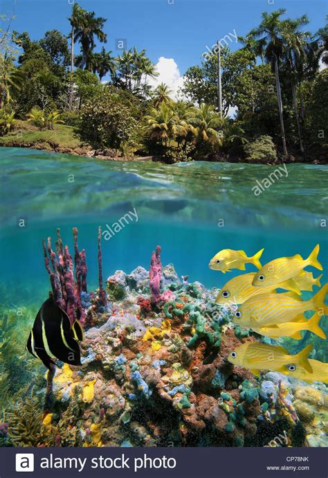 Caribbean Sea Life