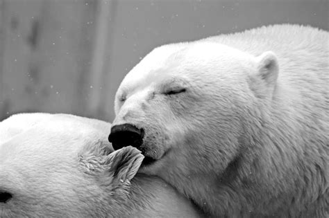 Free picture: polar bears, bear, winter