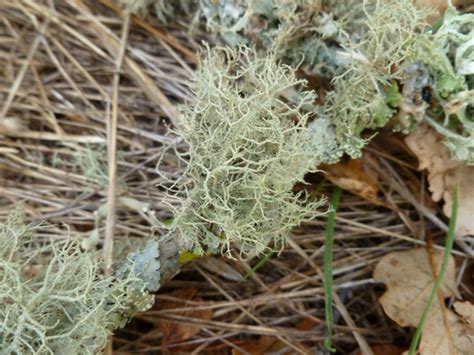 Usnea Sp Lichens Of Bouverie Preserve Naturalista Mexico