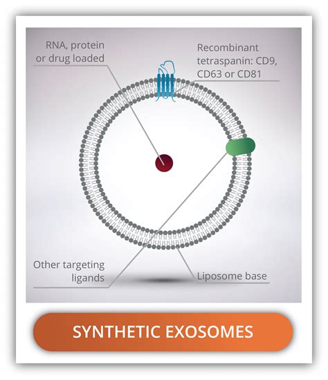 Synthetic Exosomes Nanovex