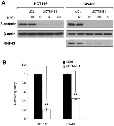 A Knock down of β catenin using CTNNB1 specific siRNA siCTNNB1