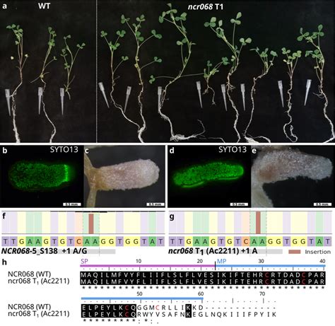 A Stable Ncr068 Mutants Regenerated From Segments Of Transgenic