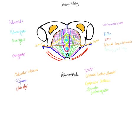 Layers Of Pelvic Floor | Viewfloor.co