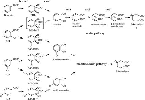 Proposed Degradation Pathways For Benzoate 2cb 3cb And 4cb In