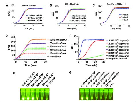 Optimization Of Reaction Conditions For Crispr Cas A Based Visual