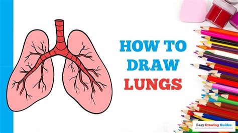 C Mo Dibujar Pulmones En Unos Pocos Pasos Sencillos Tutorial De Dibujo