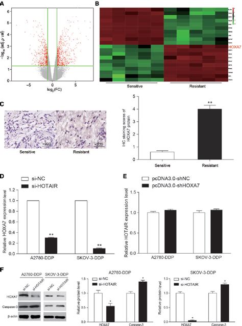 Figure From The Effect Of Lncrna Hotair On Chemoresistance Of Ovarian