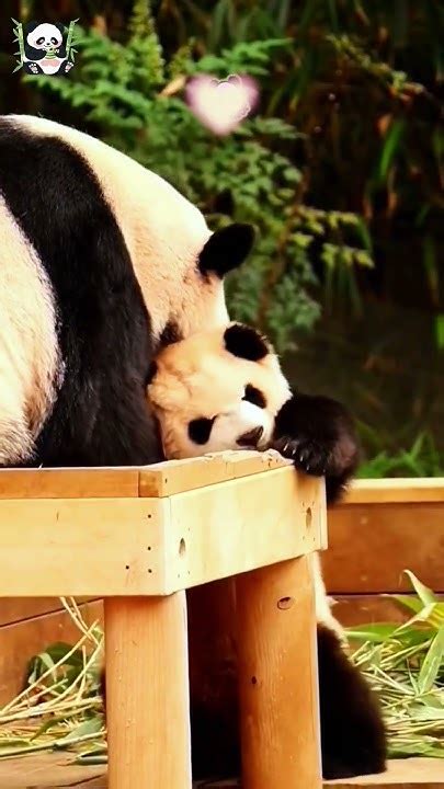 哈哈，睿宝被爱宝挤出了痛苦面具panda 熊猫 熊猫宝宝 爱宝 爱宝双胞胎 睿宝辉宝 Youtube