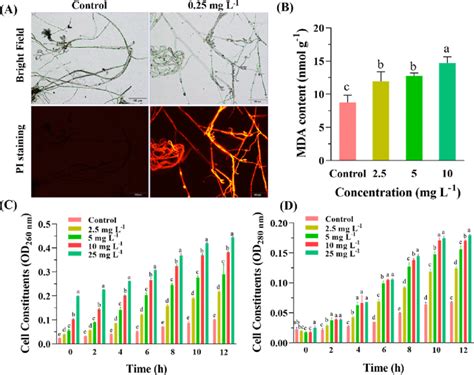 Loss Of Cell Viability And Plasma Membrane Integrity In B Cinerea