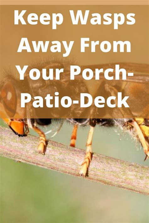 Keep Wasps Away From Your Porch Patio Deck In Porch Patio Patio