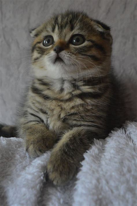 Lop Eared Kittens Lop Eared Cat Scottish Fold Brindle Stock Image