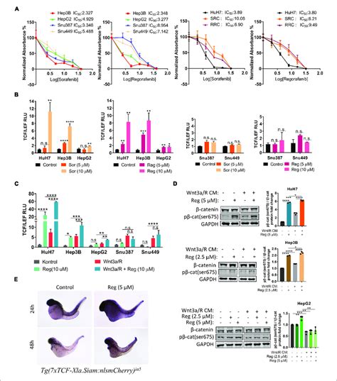 Regorafenib Increases Tcf Lef Reporter Activity Both In Vitro And In