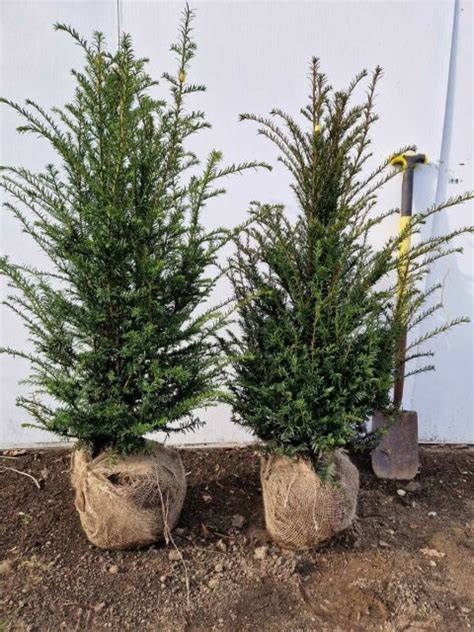 Eibe Taxus Baccata Cm Ab September Wieder Lieferbar