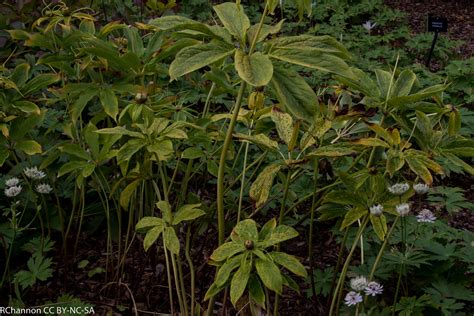 Astrantia Paris Polyphylla Sissinghurst Castle Garden J Flickr