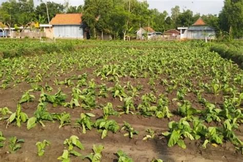 Cuaca Tak Menentu Tanaman Tembakau Di Sampang Rusak Dan Terancam Gagal