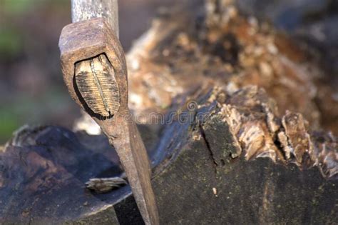 Firewood Butt Ends Of Chopped Wood Logs Wooden Textured Background