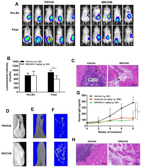 In Vitro And In Vivo Efficacy Of The Novel Oral Proteasome Inhibitor Nnu546 In Multiple Myeloma