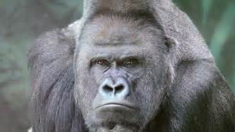 Gorilla Face Stock Footage Video | Shutterstock