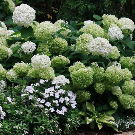 Hydrangea Arborescens Annabelle