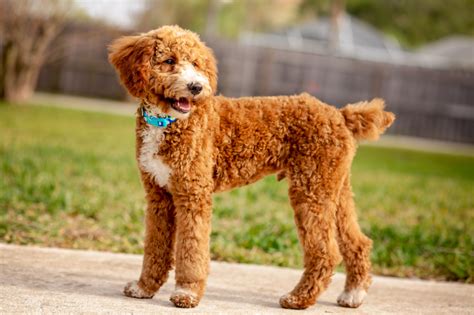 A Brown Poodle Standing On Top Of A Sidewalk Next To A Lush Green Field