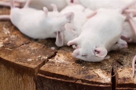 Dead Mouse Pest Free Photo On Pixabay Pixabay