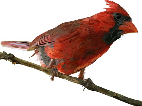 Download Red Cardinal Bird Perched | Wallpapers.com