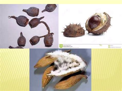 Fruits Parts And Classification Ppt