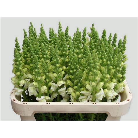 Antirrhinum Majus Potomac Ivory White Leeuwenbek Wit