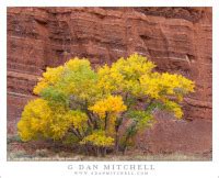 G Dan Mitchell Photograph Autumn Cottonwood Red Rock Strata Capitol