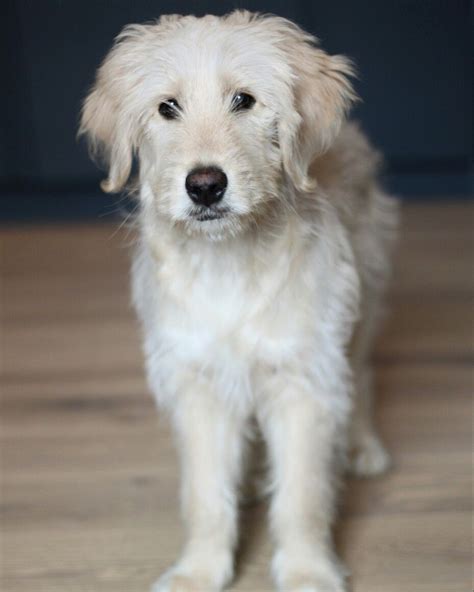 F2b Goldendoodle 4 Month Old Goldendoodle Golden Retriever 4 Month Olds