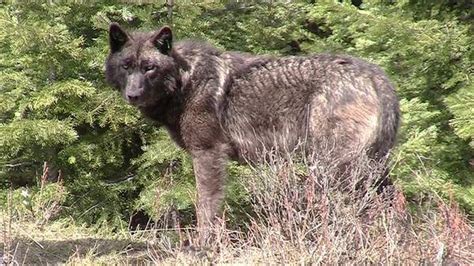 Key Committee Approves Oregon Wolf Delisting Protect The Wolves™