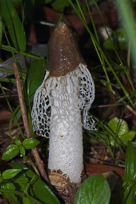 Phallus Atrovolvatus Gu A General De Macrohongos De Costa Rica