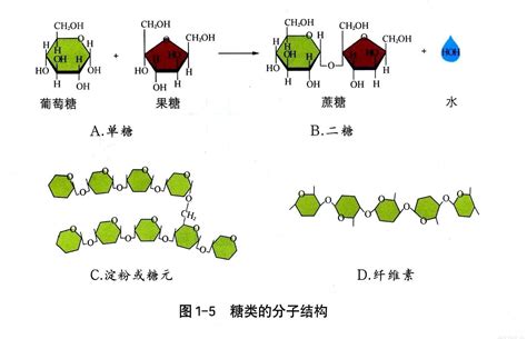 糖类 快懂百科