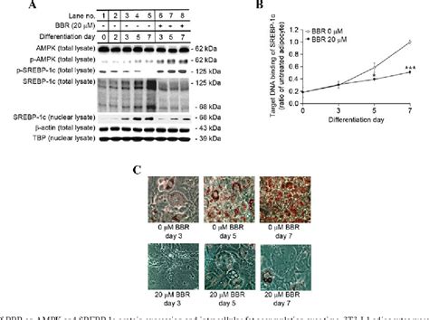 Figure 1 From Berberine Activates Ampk To Suppress Proteolytic