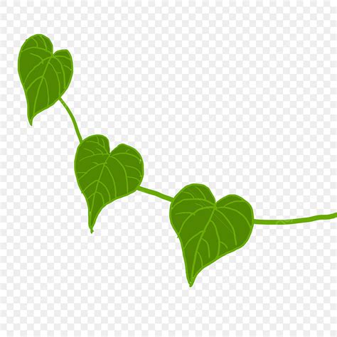 Green Leaf Leaves White Transparent Hand Drawn Green Heart Shaped Leaf