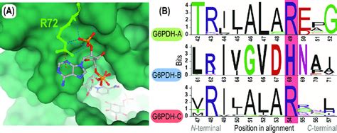 B2 A2 Domain Region Of The G6pdh Isozymes Of P Putida Kt2440 A