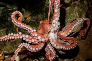 Giant Pacific Octopus Facts: They Are the Most Sacrificed Mother of the World - ODD FACTS