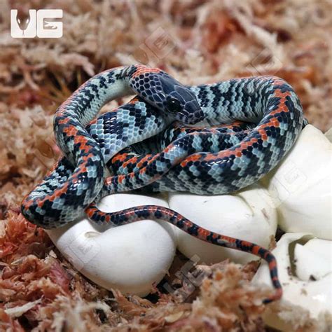 Baby C.B. Checkered Bellied Snake (Siphlophis cervinus) For Sale ...