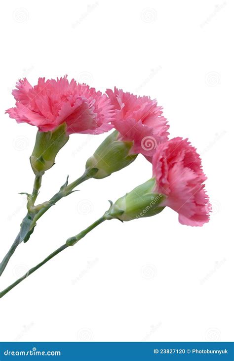 Cravos cor de rosa foto de stock Imagem de três pétalas 23827120