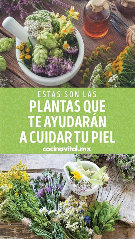 Estas Son Las Plantas Que Te Ayudar N A Cuidar Tu Piel Plantas