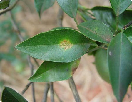 Leprose dos Citros Citrus leprosis vírus CiLV Fundecitrus